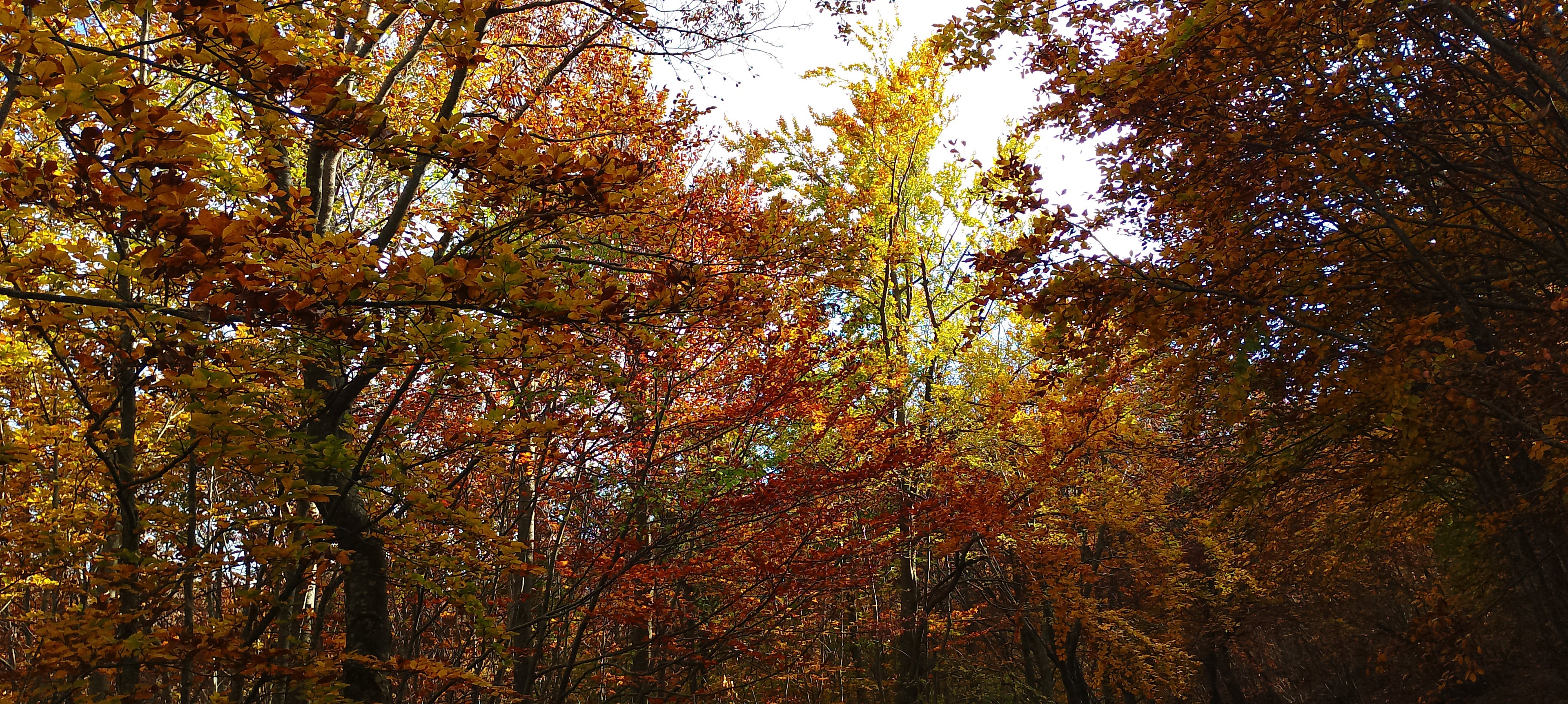 Vivere Nel Bosco 🌎